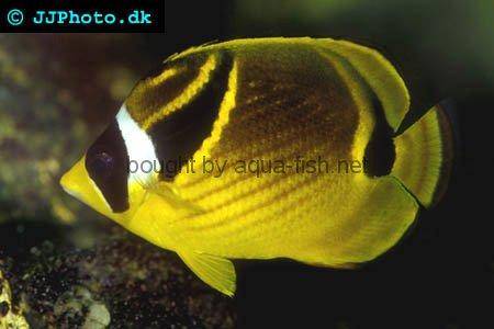 Raccoon Butterflyfish picture no. 1