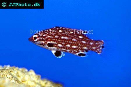 Red Diana Hogfish picture - juvenile specimen