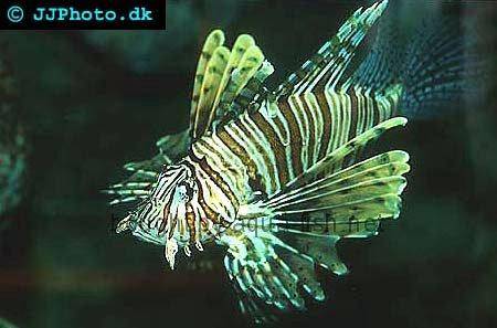 Red Lionfish picture no. 1