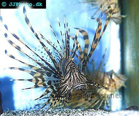 Red Lionfish picture no. 8