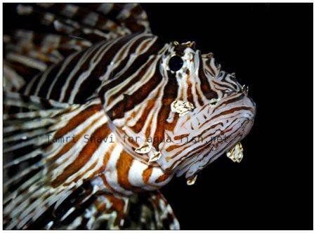 Red Lionfish picture no. 9