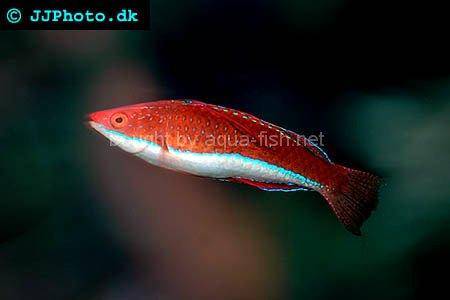Red Parrot Fairy Wrasse picture
