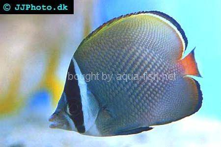 Redtail Butterflyfish picture