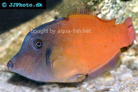 Redtail Filefish picture