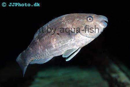 Redtail Parrotfish picture 1