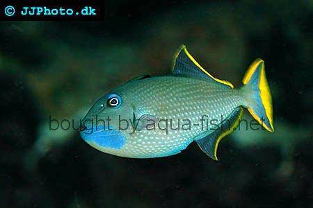 Redtail Triggerfish picture 1