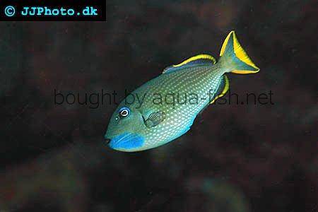 Redtail Triggerfish picture 2