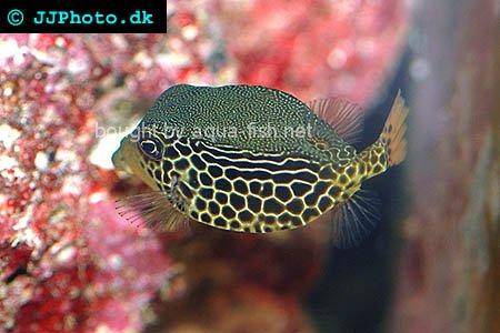 Reticulate Boxfish picture no. 2