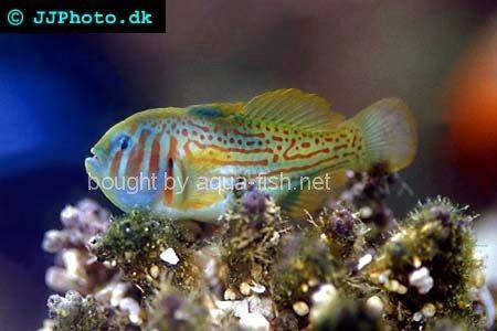Rippled Coral Goby picture