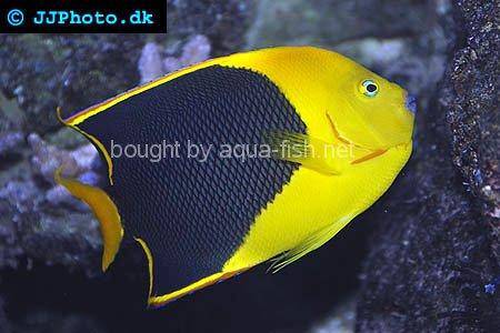 Rock Beauty Angelfish, picture number 2
