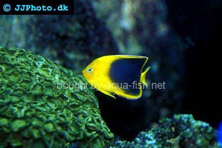 Rock Beauty Angelfish, picture number 3