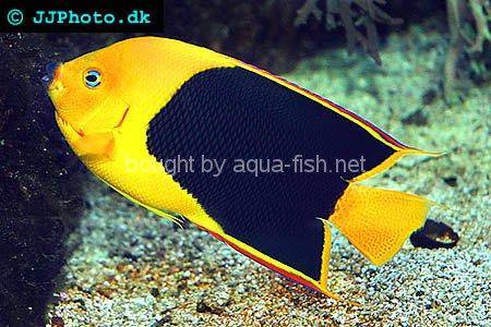 Rock Beauty Angelfish, picture number 4