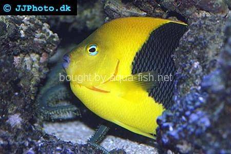 Rock Beauty Angelfish, picture number 6