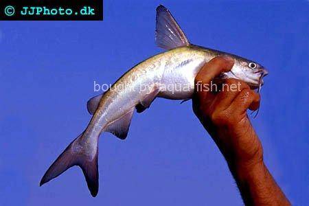 Rough-Head Sea Catfish picture