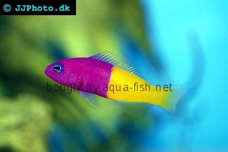 Royal Dottyback picture