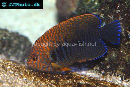 Russet Angelfish picture 2