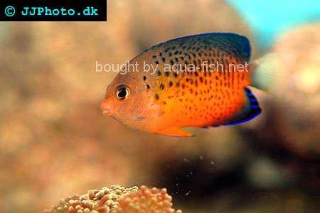 Rusty Angelfish, picture no. 1