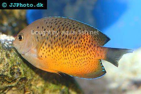 Rusty Angelfish, picture no. 2