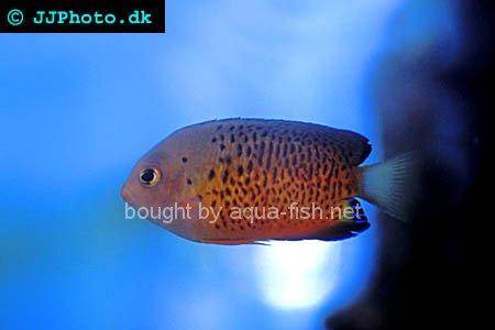 Rusty Angelfish, picture no. 3
