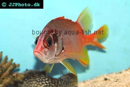 Sabre Squirrelfish, picture no. 2