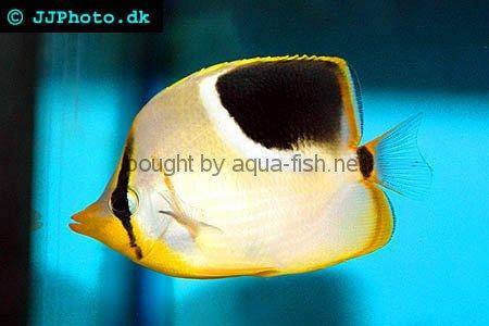 Saddle Butterflyfish picture no. 1