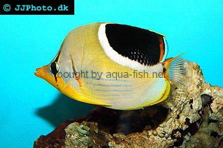 Saddle Butterflyfish picture no. 2