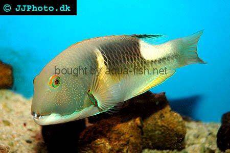 Scarbreast Tuskfish picture