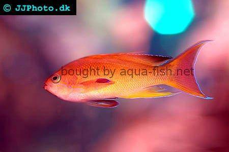 Sea Goldie - A saltwater aquarium fish