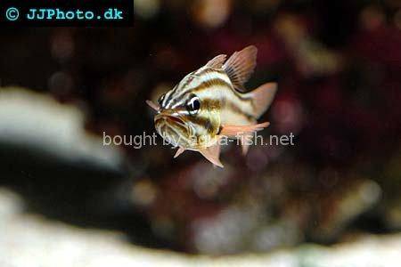 Sevenstriped Cardinalfish picture no. 2