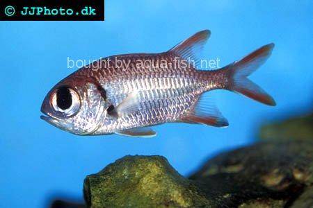Shoulderbar Soldierfish picture no. 2