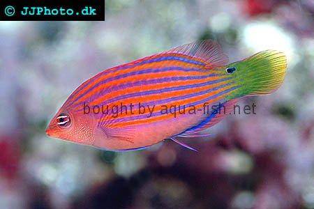 Six Line Wrasse picture 1
