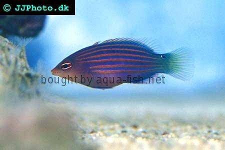Six Line Wrasse picture 2