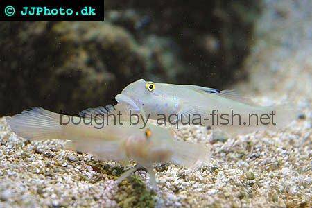 Sixspot Goby picture 1