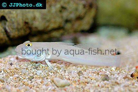 Sixspot Goby picture 2