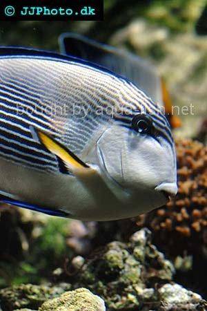 Sohal Surgeonfish, picture number 1