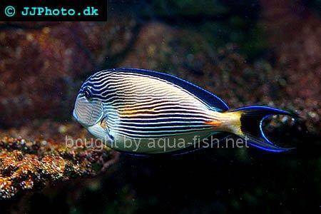 Sohal Surgeonfish, picture number 2