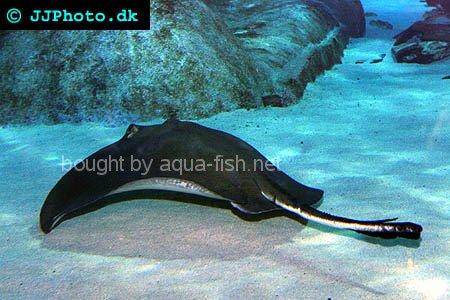 Southern Stingray picture 1