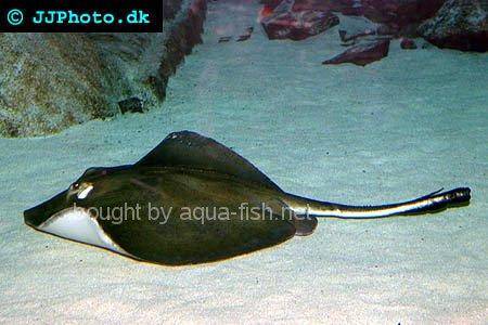 Southern Stingray picture 2
