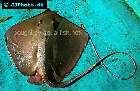 Southern Stingray picture 3