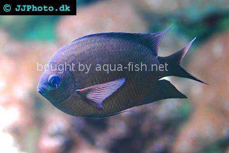 Spiny Chromis picture