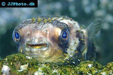 Spot-Fin Porcupinefish picture no. 5