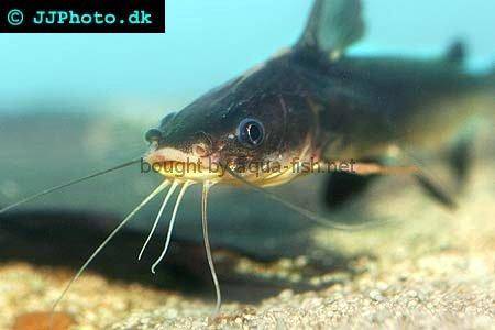 Spotfin Sea Catfish, picture no. 1