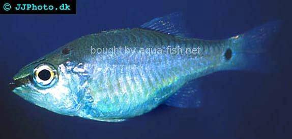 Spotnape Cardinalfish picture