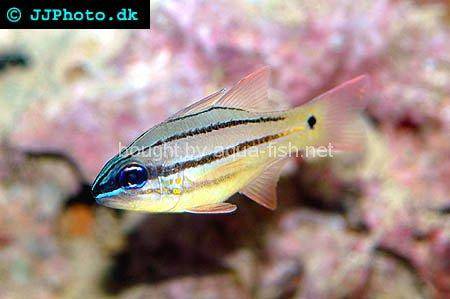 Spotted-Gill Cardinalfish picture number 2