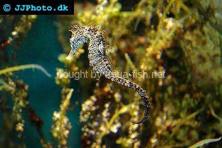 Spotted Seahorse picture no. 2