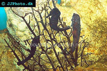Spotted Seahorse picture no. 5