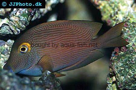 Spotted Surgeonfish, picture no. 2