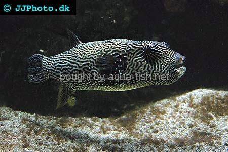 Starry Pufferfish, adult - picture