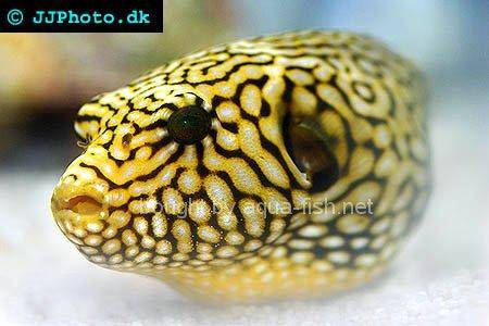 Starry Pufferfish, juvenile - picture