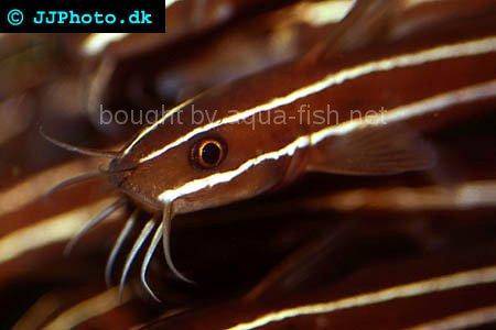 Striped Eel Catfish picture no. 2